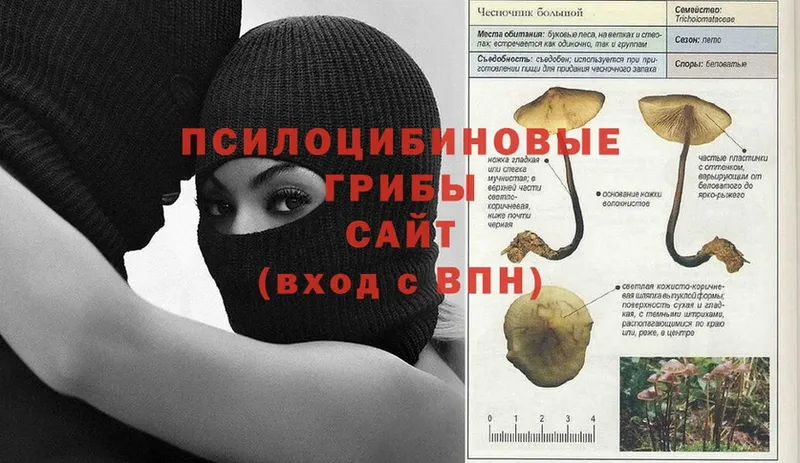 наркотики  Белово  OMG   Галлюциногенные грибы Psilocybine cubensis 